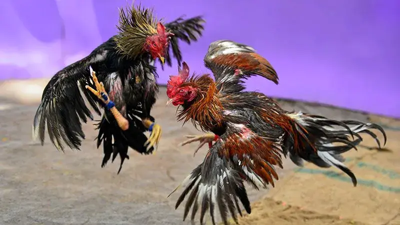 Overview of Cambodian Spur Cockfighting