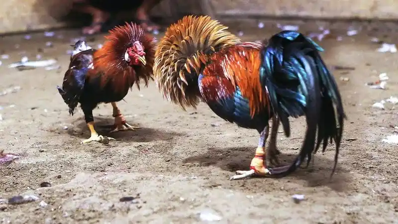 Information about the form of playing cockfighting with iron spurs