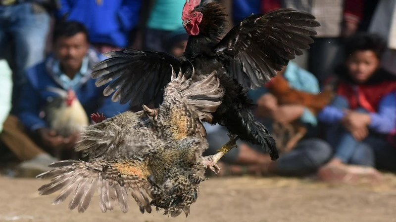 Rules of cockfighting with iron spurs