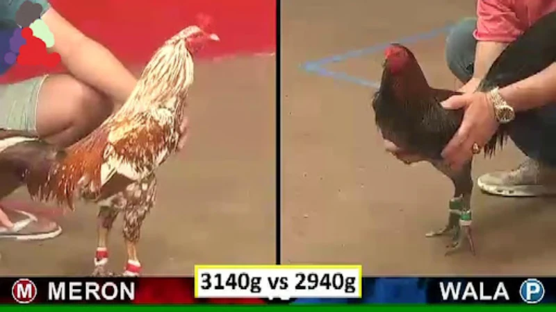 Concept of cockfighting betting form