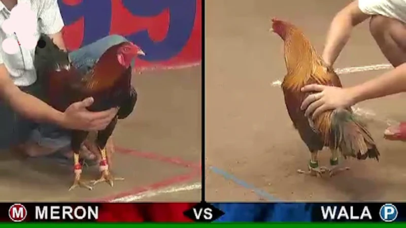 Unbeaten cockfighting betting strategy from experts