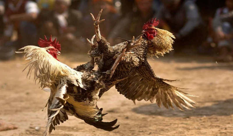 See the standard cockfighting date according to the 12 zodiac animals